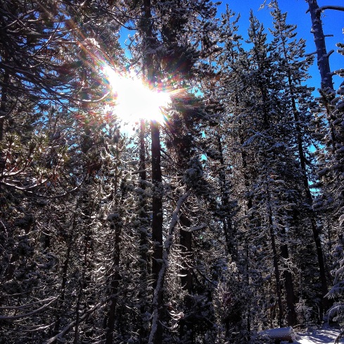 Sun shining through the moss, pines and snow.
